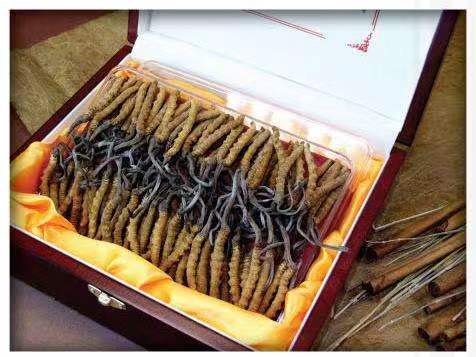 曲阳冬虫夏草回收